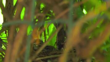 Chicks in a nest in a shelter. Small nimble bird linnet. Nest in green bushes. Safe home for the family video