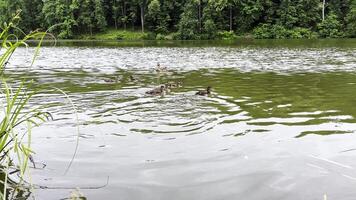 Mallard with ducklings floating in the lake at summer day. Mother duck with brood swimming at pond. Birds family in the nature habitat. Concept of animal wildlife. Close up Slow motion video