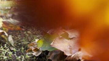 Yellow maple leaves falls on ground in empty forest. Autumn foliage covered lawn in park. Beautiful colorful fall season. Close up Slow mo video