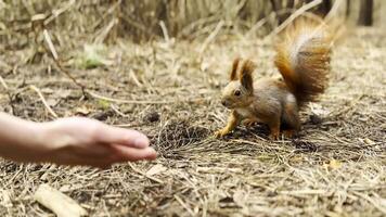 Wild fluffy squirrel taking nuts from female arm and gnawing it outdoor. Cute rodent eating food from hand of young girl at forest. Woman feeding hungry small sciurus to walnuts at autumn park. video