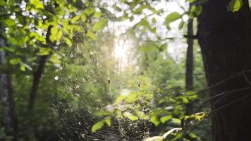 Spiderweb swaying in wind with sunlight at background. Spider builds a cobweb in forest. Beautiful scene on summer park at sunset. Concept of nature wildlife. Close up video