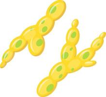 Candida albicans yeast causing candidiasis infection, microscopic view vector