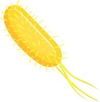 Salmonella bacteria with flagella and pili cause food poisoning symptoms like gastroenteritis, diarrhea, vomiting, and fever. Learn about microbiology and stay safe from these harmful germs vector