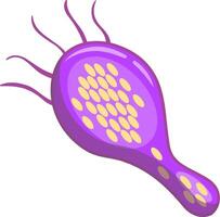 Cartoonish drawing of a purple bacterium showing flagella, cell membrane, and internal structures, providing a simplified representation for educational or illustrative purposes vector
