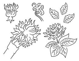 black and white set of flower dahlia vector