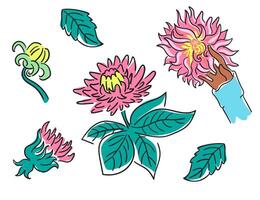 set of flower dahlia in color vector