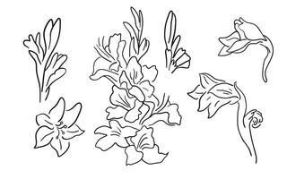 black and white linear gladiolus vector