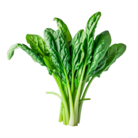Bundle of fresh spinach leaf png