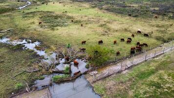 Aerial view of a cattle ranch photo