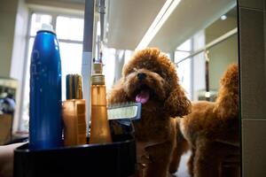 Poodle getting groomed at a salon while enjoying the pampering session photo