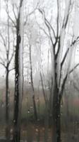 Condensation on window with blurred forest background photo