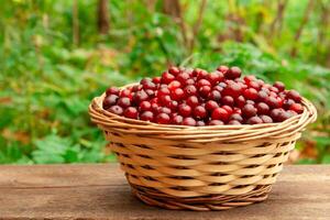 Full basket with juicy red cranberries in a basket on an forest background with copy space. Cranberry national holiday and Thanksgiving Day. photo