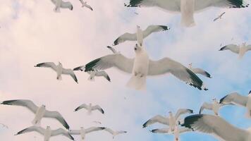 A Lot of Seagulls Fly in Cloudy Sky - Super Slow Motion. The Birds in the Air in Daytime video