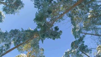 Low Angle View of a Winter Pine Forest, Walking Through the Coniferous Trees. Bottom View of the Tops of Pines in the Snow at Sunny Winter Day. The Sky Can Be Seen Through the Tops of the Pines video