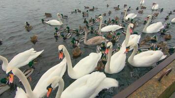 Feeding Swans with Bread in River at Mainly Cloudy Day - First Person View, Slow Motion. Swans Eat from Hand. A Lot of Swans and Ducks in a Pond. Hungry Birds in a Wild. Birds Fighting for Food - POV video
