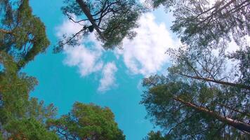 Low Angle View of Colorful Summer Pine Forest, Walking Through the Coniferous Trees - Moving Left. Bottom View of the Tops of Pines at Sunny Summer Day. The Sky Can Be Seen Through the Tops of Pines video