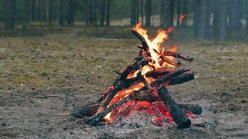 A Bonfire Burning in the Forest in Evening. Flaming Campfire. Fireplace in Nature - Static Shot, Slow Motion video