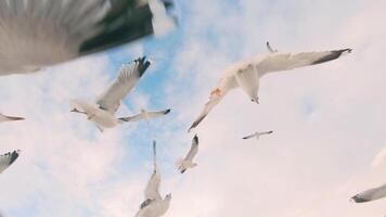 gaivotas pegar a pão dentro voar - lento movimento. uma muitos do com fome pássaros dentro a ar. alimentando gaivotas com a pão. pássaros estão vôo dentro a nublado céu dentro dia video