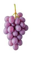 Bunch of fresh red grapes hanging from stem on transparent background, vibrant and ripe png