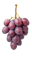 grupo do fresco vermelho uvas suspensão a partir de haste em transparente fundo, vibrante e natural png