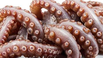 Closeup of Raw Octopus Tentacles Isolated on White Background photo