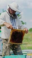 Beekeeper at work. Frames of a bee hive. Apiary concept Vertical video