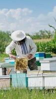 Beekeeper is working with bees and beehives on the apiary. Bees on honeycomb. Frames of a bee hive. Beekeeping. Honey. Vertical video
