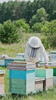 Beekeeper is working with bees and beehives on the apiary. Frames of a bee hive Vertical video