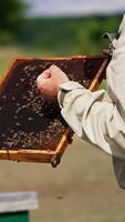 Unrecognized beekeeper in protective suit holding a dark honey frame. Apiarist takes some bees on his hand and they crawl slowly. Sunny day backdrop in blur. Vertical video