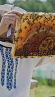 Beekeeper is working with bees and beehives on the apiary. Bees on honeycomb. Frames of a bee hive. Beekeeping. Honey. Vertical video
