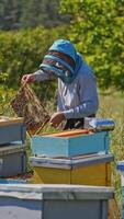 Farmer examining bees on a frame. Apiarist in protective hat looking at honeycomb on the apiary. Many beehives on green nature background. Vertical video