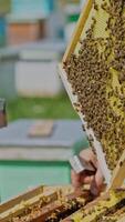 The beekeeper examines bees in honeycombs. Hands of the beekeeper. The bee is close-up. Vertical video