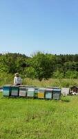 Wooden hives in green nature. Beekeeper in a protective hat works in an apiary. Experienced apiarist in a bee farm garden. Apiculture concept. Vertical video