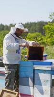 Farmer inspecting bees on the apiary. Wooden beehives among nature. Beekeeper in protective hat examining frame with bees. Apiary concept. Vertical video