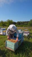 Beekeeping process among nature. Professional apiarist inspecting bees on a frame in bright summer day. Wooden hives on a bee farm. Vertical video