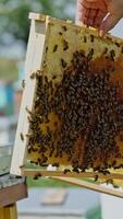 Frames of a bee hive. Beekeeper harvesting honey. Working bees on honey cells. Apiary concept. Vertical video