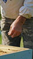 Farmer im ein Bienengarten. Imker im ein schützend Hut suchen in Bienenstöcke im ein Bienenhaus im Sommer. Bienenzucht Konzept. Vertikale video