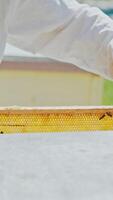 Beekeeper showing the honeycomb in the frame. Beekeeper at work. Frames of a bee hive. Apiary concept Vertical video