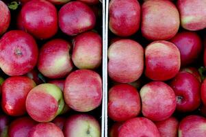 ripe apples in an orchard, agriculture and food concept photo