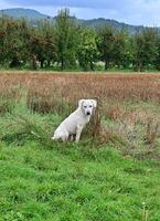 white stray god on a field photo