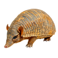 Realistic Armadillo with Detailed Shell Texture png