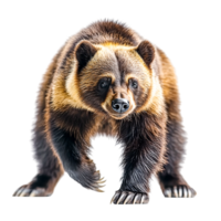 Majestic Brown Bear Portrait in Dynamic Pose png