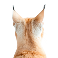 Feline Back View with Ears Highlighted png