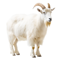 White Goat with Curved Horns in Studio Setting png