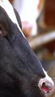 Cowshed Animal Farming. Close up view of cows feeding on dairy farm Vertical video