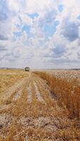 Harvester machine working in field. Combine agriculture machine harvesting golden wheat field Vertical video