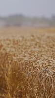 Combine harvest ripe wheat on farm. Harvesting in the process of gathering a ripe crop from the fields Vertical video