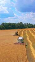 Harvest time. Combine harvester working in a wheat field Vertical video