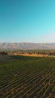 Big vineyards of beautiful sunny Napa, California, USA. Sunlit city and mountains at backdrop of blue sky. Top view. Vertical video