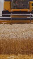Combine Harvester Cutting Wheat. Harvester machine harvest wheat during work in field Vertical video